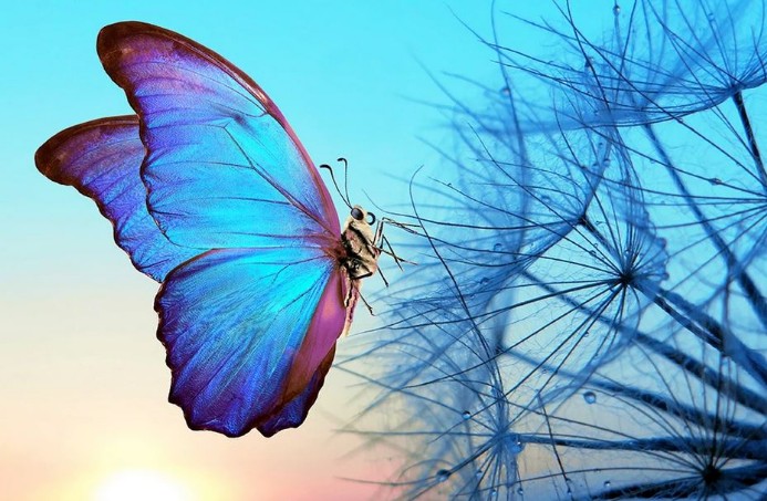 Metamorphose durch COSMIC HEALING COSMIC HEALING Metamorphose