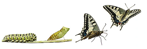 Metamorphose - ein gigantischer Veränderungs- und Geburtsprozess Prozesse der Metamorphose