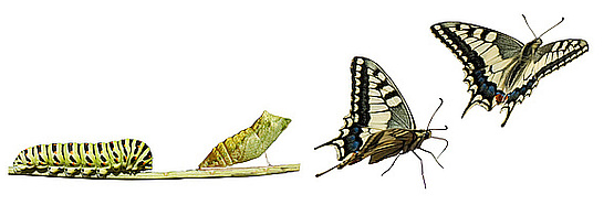 Evolutionäre Metamorphose Metamorphose